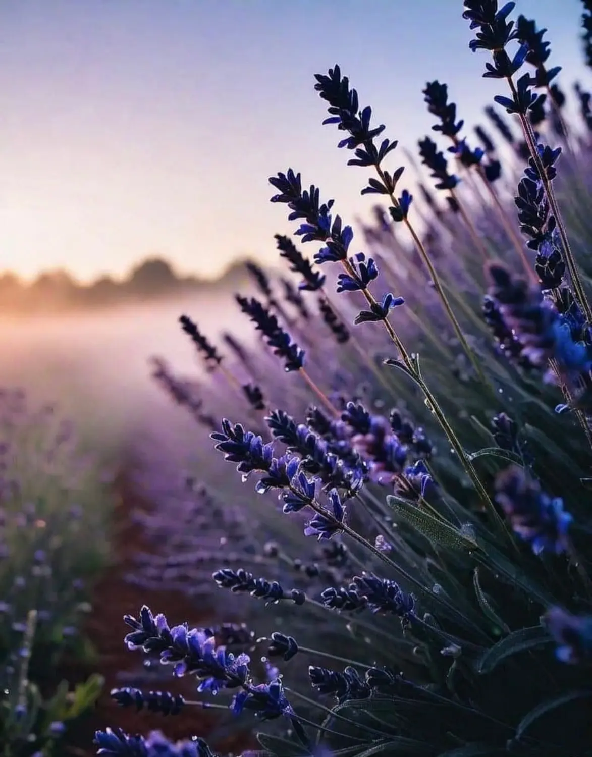 HerzensLiebe - Blumen